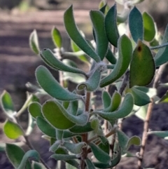 Persoonia rigida (Hairy Geebung) at Black Mountain - 23 Jun 2024 by Venture