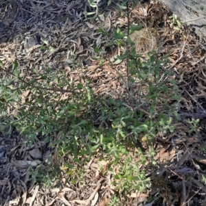 Persoonia rigida at Black Mountain - 23 Jun 2024