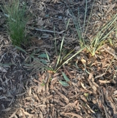 Lomandra longifolia (Spiny-headed Mat-rush, Honey Reed) at Yarralumla, ACT - 23 Jun 2024 by Venture