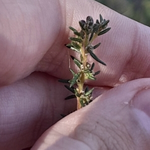 Dillwynia phylicoides at Black Mountain - 23 Jun 2024