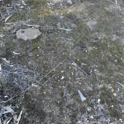 Lichenomphalia chromacea (Yellow Navel) at Black Mountain - 23 Jun 2024 by Venture