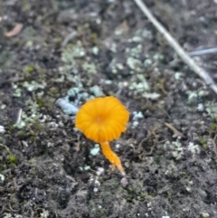 Lichenomphalia chromacea at Black Mountain - 23 Jun 2024