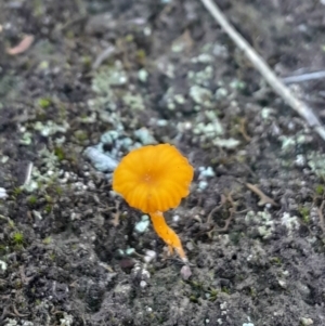 Lichenomphalia chromacea at Black Mountain - 23 Jun 2024