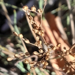 Juncus remotiflorus at Black Mountain - 23 Jun 2024 01:47 PM