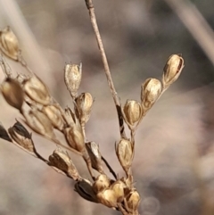 Juncus remotiflorus at Black Mountain - 23 Jun 2024 01:47 PM