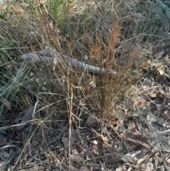 Juncus remotiflorus at Black Mountain - 23 Jun 2024