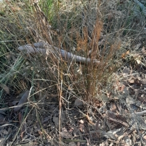 Juncus remotiflorus at Black Mountain - 23 Jun 2024 01:47 PM