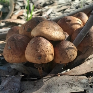 zz agaric (stem; gill colour unknown) at Point 5204 - 23 Jun 2024