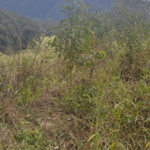 Rhodomyrtus psidioides at Gleniffer, NSW - suppressed