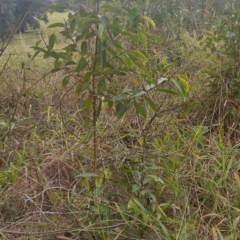 Rhodomyrtus psidioides at Gleniffer, NSW - suppressed