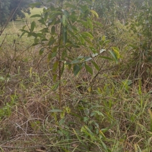 Rhodomyrtus psidioides at Gleniffer, NSW - 20 Jun 2024