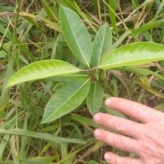 Rhodomyrtus psidioides at Gleniffer, NSW - 20 Jun 2024