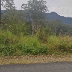 Rhodomyrtus psidioides at Gleniffer, NSW - suppressed