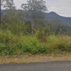 Rhodomyrtus psidioides at Gleniffer, NSW - suppressed