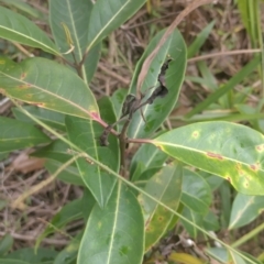 Rhodomyrtus psidioides at Gleniffer, NSW - suppressed