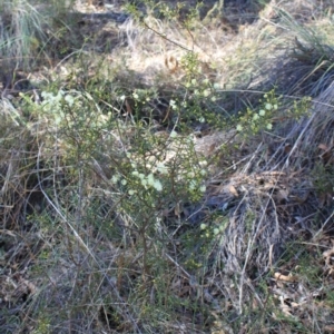 Acacia genistifolia at Black Mountain - 23 Jun 2024