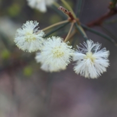 Acacia genistifolia at Black Mountain - 23 Jun 2024