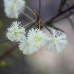 Acacia genistifolia at Black Mountain - 23 Jun 2024