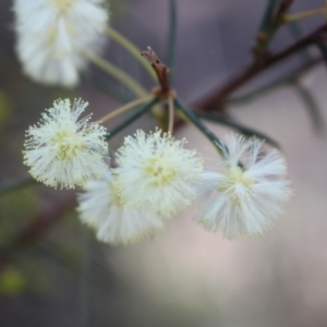 Acacia genistifolia at Black Mountain - 23 Jun 2024