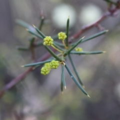 Acacia genistifolia at Black Mountain - 23 Jun 2024 01:02 PM