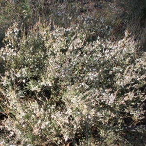 Styphelia attenuatus at Black Mountain - 23 Jun 2024