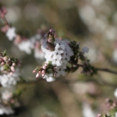 Styphelia attenuatus at Black Mountain - 23 Jun 2024