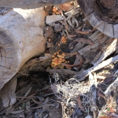 Hypholoma sp. (Hypholoma) at Black Mountain - 23 Jun 2024 by VanceLawrence