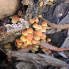 Hypholoma sp. at Black Mountain - 23 Jun 2024