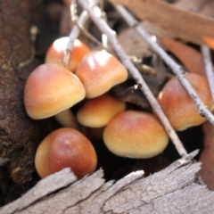 Hypholoma sp. at Black Mountain - 23 Jun 2024