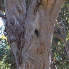 Cormobates leucophaea (White-throated Treecreeper) at Black Mountain - 23 Jun 2024 by VanceLawrence