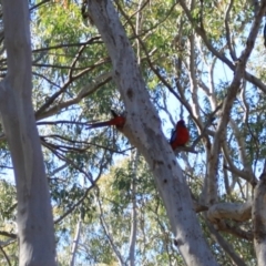 Platycercus elegans (Crimson Rosella) at Black Mountain - 23 Jun 2024 by VanceLawrence