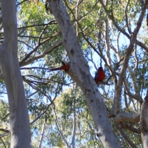 Platycercus elegans at Black Mountain - 23 Jun 2024