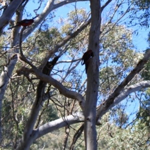 Platycercus elegans at Black Mountain - 23 Jun 2024