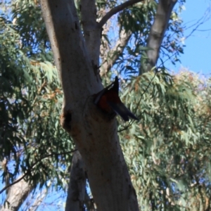 Platycercus elegans at Black Mountain - 23 Jun 2024