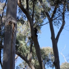 Platycercus elegans at Black Mountain - 23 Jun 2024