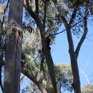 Platycercus elegans at Black Mountain - 23 Jun 2024