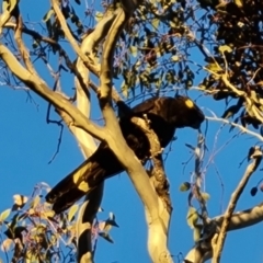 Zanda funerea (Yellow-tailed Black-Cockatoo) at Isaacs, ACT - 23 Jun 2024 by Mike