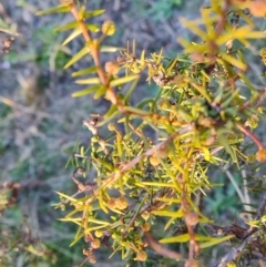 Acacia ulicifolia (Prickly Moses) at Wanniassa Hill - 23 Jun 2024 by Mike