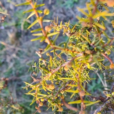 Acacia ulicifolia (Prickly Moses) at Wanniassa Hill - 23 Jun 2024 by Mike