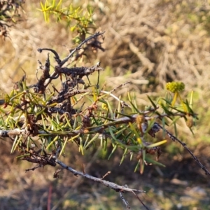 Acacia ulicifolia at Wanniassa Hill - 23 Jun 2024 04:00 PM