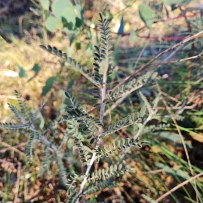 Indigofera adesmiifolia (Tick Indigo) at Wanniassa Hill - 23 Jun 2024 by Mike