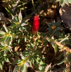 Styphelia humifusum (Cranberry Heath) at QPRC LGA - 23 Jun 2024 by SteveBorkowskis