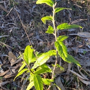 Olearia lirata at QPRC LGA - 23 Jun 2024