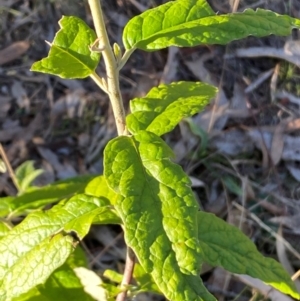 Olearia lirata at QPRC LGA - 23 Jun 2024 03:37 PM