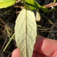 Olearia lirata at QPRC LGA - 23 Jun 2024 03:37 PM