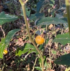 Solanum cinereum (Narrawa Burr) at QPRC LGA - 23 Jun 2024 by SteveBorkowskis
