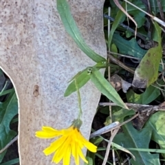 Crepis capillaris at Jerrabomberra, NSW - 23 Jun 2024 by SteveBorkowskis