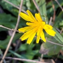 Crepis capillaris at QPRC LGA - 23 Jun 2024