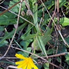 Crepis capillaris at QPRC LGA - 23 Jun 2024 03:07 PM