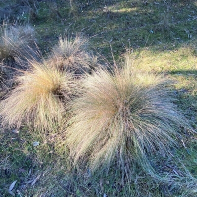Poa labillardierei (Common Tussock Grass, River Tussock Grass) at QPRC LGA - 23 Jun 2024 by SteveBorkowskis